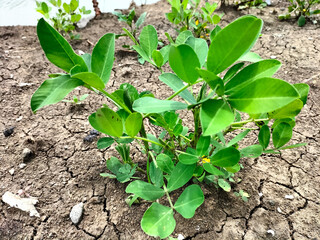 Peanut tree. Single young peanut plant in the garden. Selective focus.
