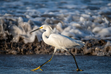 Heron at the coast