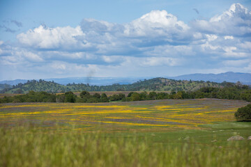 Beautiful spring flowers bloom in the Sierra Nevada foothills of Tuolumne County near Sonora, California, USA. - obrazy, fototapety, plakaty