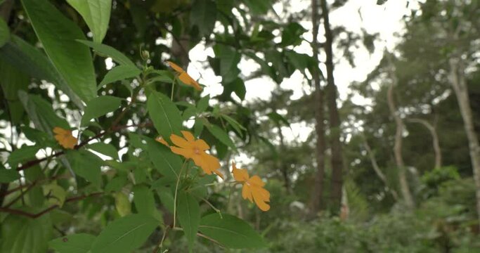 Wild flowers in a tropical forest blown by the wind | Full HD quality videos | Tropical forest atmosphere in Indonesia | Green leaves in nature