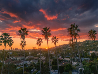 Palm trees at sunset. Los Angeles, California. - 743350386