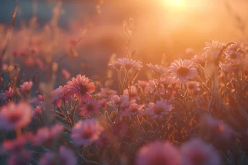 Fotobehang The setting sun cast a beautiful glow over the field of daisies, create a warm and picturesque scene. © Bnz