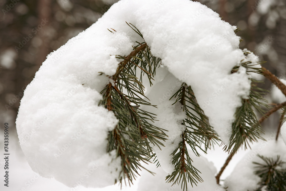 Wall mural snow covered branches