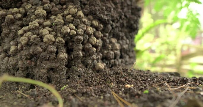Small insects swarming at the base of the tree