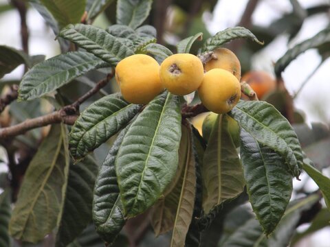 Yellow Loquat fruit growing on a tree. Rhaphiolepis bibas
