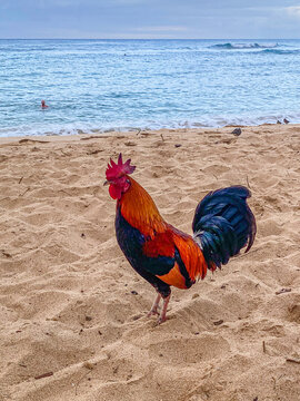 Brightly colored rooster standing on sandy beach by ocean