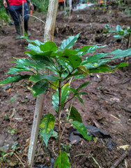 Closeup of coffee fruit in coffee farm and plantations in Ungaran, Central Java, Indonesia. Selective focus.
