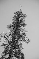 Black and white gnarled tree