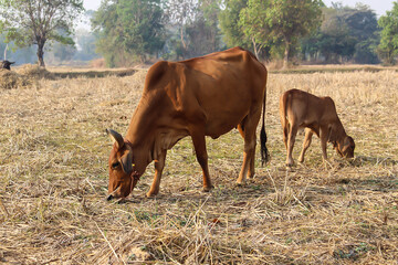 little cow and mother are eating grass in a field.