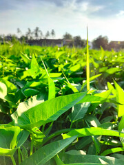 View  Leaves Of Kangkung Or Ipomoea Aquatica. Kangkung is widely found in the Asian region and is a plant that can be found almost everywhere, especially in watery areas.
