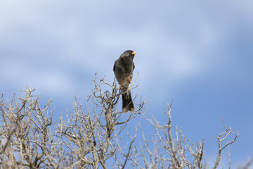 Mourning Sierra Finch is sitting on a dry branch against the sky.