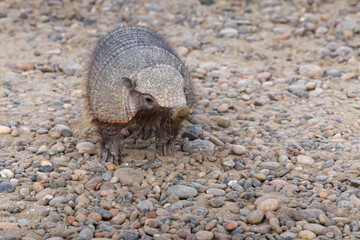 Big hairy armadillo with a dirty nose. Valdes Peninsula