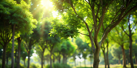 Fototapeta na wymiar Forest Sunlight Streaming Through Trees