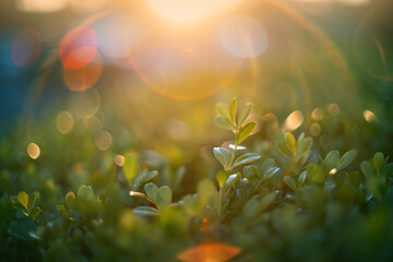Green leaves growing in garden in sunshine. Bokeh blur abstract background with colorful sun flares.