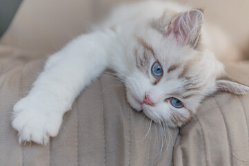Mały kot rasy Ragdoll, Mały kotek, Biały kot z niebieskimi oczami, Słodki kotek, Młody piękny kot siedzący na kanapie. - obrazy, fototapety, plakaty