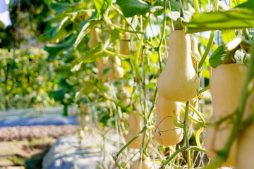Fresh organic butternut squash grow in farm garden with sunlight in the morning. Healthy and...