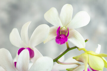 Fototapeta na wymiar closeup, white Dendrobium orchid flower, ornamental plant, gray abstract isolated