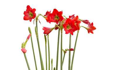 Set of Red Amaryllis flower (Hippeastrum) lilies plant genus isolated on white background.