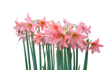 pastel Amaryllis flower (Hippeastrum) lilies plant genus on a white background isolated.
