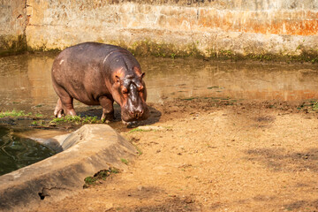 A hippopotamus in Nandankanan forest, Orissa, India