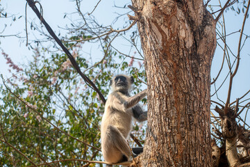 Gray langur on tree in forest, India.