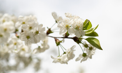 Obraz premium beautiful spring blossom flower on branch. photo of spring blossom flower of tree.