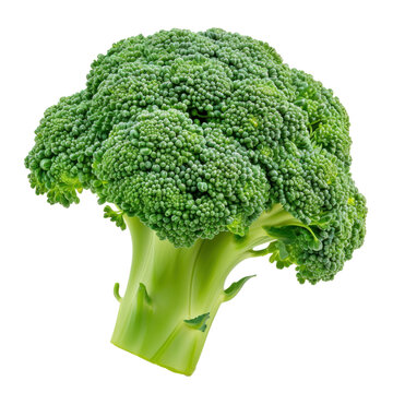 Broccoli on transparency background PNG
