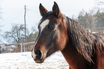 Horses in the morning, Zgornja Bistrica, Slovenia.
