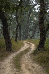 Fototapeta na wymiar Path winding through deciduous forest of Chitwan National Park in Nepal
