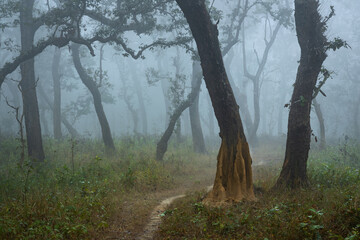 Path through the deciduous misty forest in Chitwan National Park buffer zone