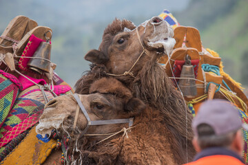 Images of camel wrestling, a ritual that has become a tradition in the Aegean region of Turkey.