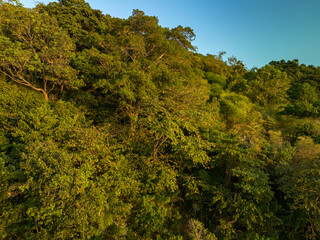 Fototapeta premium Freedom Beach remains in its natural state with large trees and a complete forest..Aerial view of large trees on a mountain covered the forest. .Coconut Tree, the top of a large tree on a steep hill..