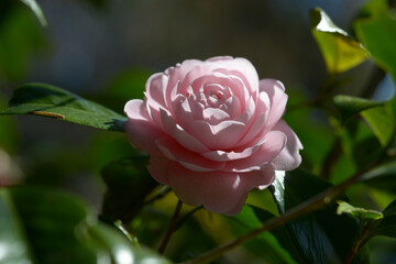 淡乙女　ツバキの花