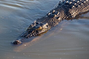 A saltwater crocodile swims in an Outback billabong, Australia: A powerful predator glides stealthily through tranquil waters, embodying the wild essence of the Australian Outback