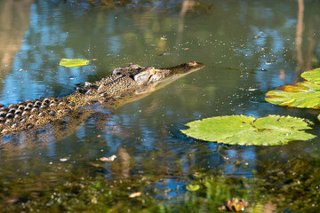 A saltwater crocodile swims in an Outback billabong, Australia: A powerful predator glides stealthily through tranquil waters, embodying the wild essence of the Australian Outback