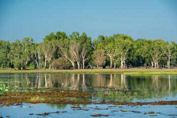crocodile infested wetland in the Northern Territory of Australia