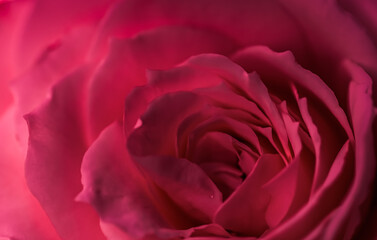 Red rose flower petals. Soft focus, abstract floral background.