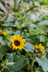 Beautiful sunflower with a natural background.