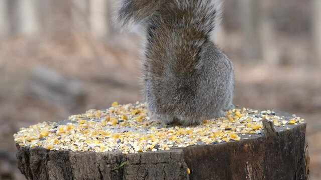 Birdfeeder 0303 Squirrel West Sand Lake