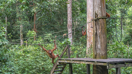 An animal feeding area has been built in the Sepilok Orangutan Rehabilitation Centre. Ropes are stretched between the trees. Monkeys are waiting for food to be brought. Malaysia. Borneo. Sandakan © Вера 