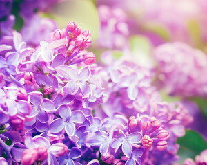 Fototapeta na wymiar Purple lilac flowers blossom in garden, spring background