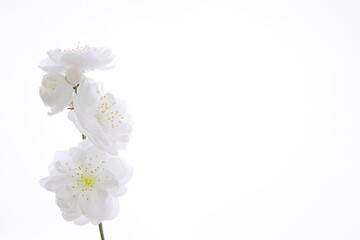 Naklejka na ściany i meble 八重咲の白い梅（ヤエリョクガク）20230303