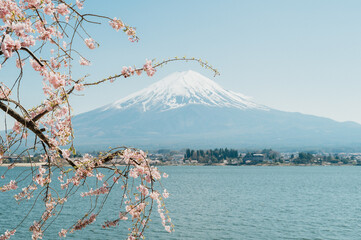 Mountain Fuji and cherry blossoms which are viewed from lake Kawaguchiko, Yamanashi, Japan.spring...