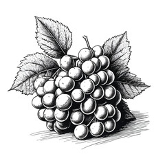 Grapes Monochrome ink sketch vector drawing, engraving style vector illustration - obrazy, fototapety, plakaty