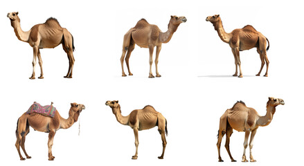 Set of camel full body on transparency background PNG
