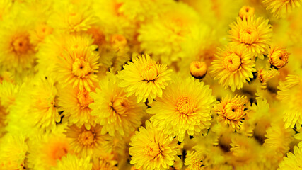 Gardening, botany, floristry, texture and flora concept. Beautiful yellow chrysanthemums flowers.