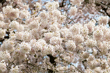 sakura tender flower on branch of tree, selective focus. springtime nature