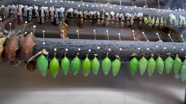 Amazing moment, monarch butterfly, pupae and cocoons suspended. Transformation of the butterfly concept