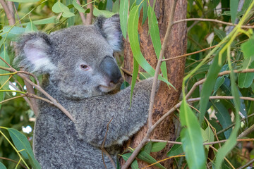 A koala perched in a eucalyptus tree, Australia: A quintessential Australian scene, where the...