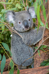 A koala perched in a eucalyptus tree, Australia: A quintessential Australian scene, where the iconic marsupial peacefully rests amidst its native habitat, embodying the charm of Australian wildlife. 